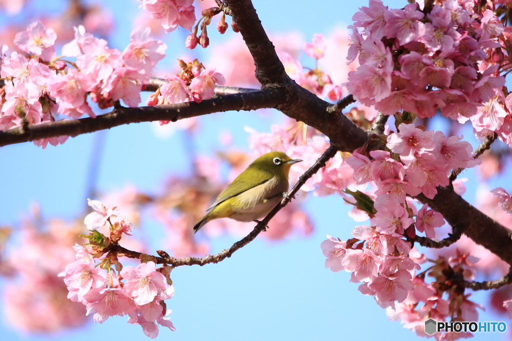 メジロと河津桜