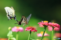 花と蝶1