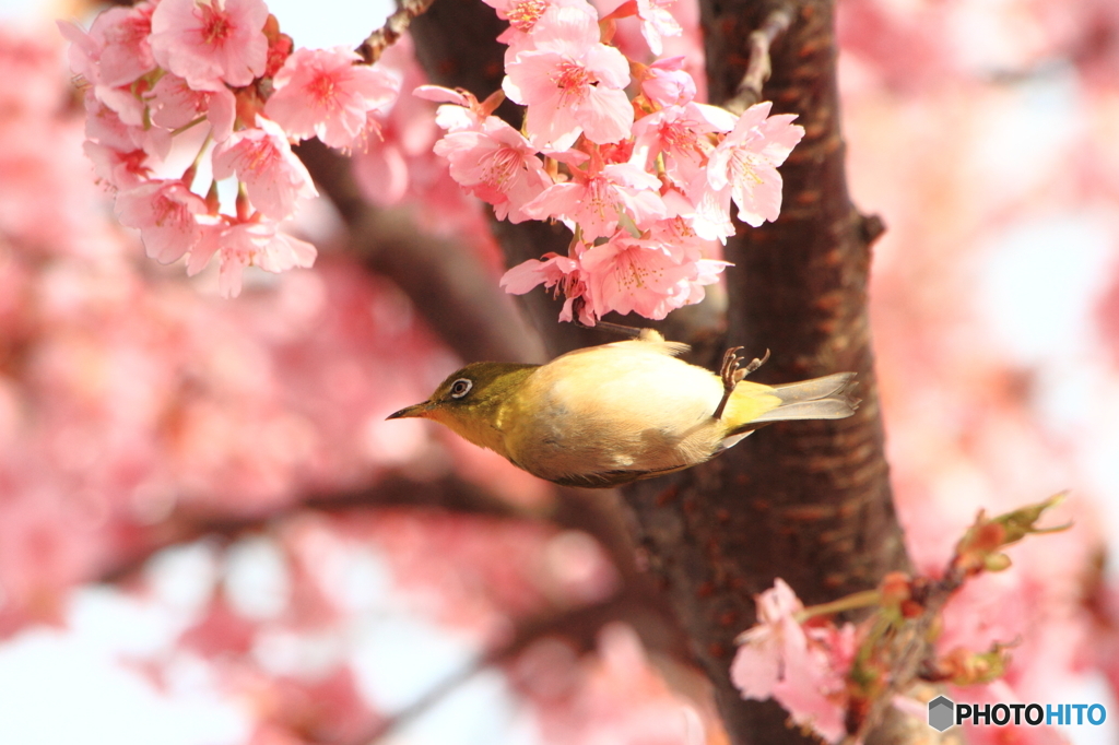 アクロバティックなメジロ