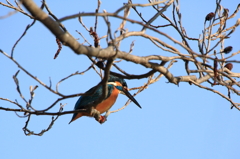 樹上のカワセミ