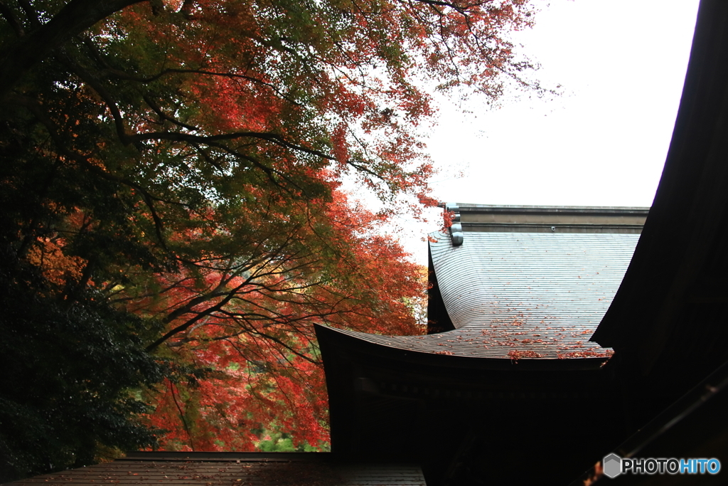 内々（うつつ）神社の紅葉2