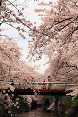 五条川の桜－3