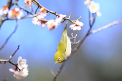 ウメジロー5