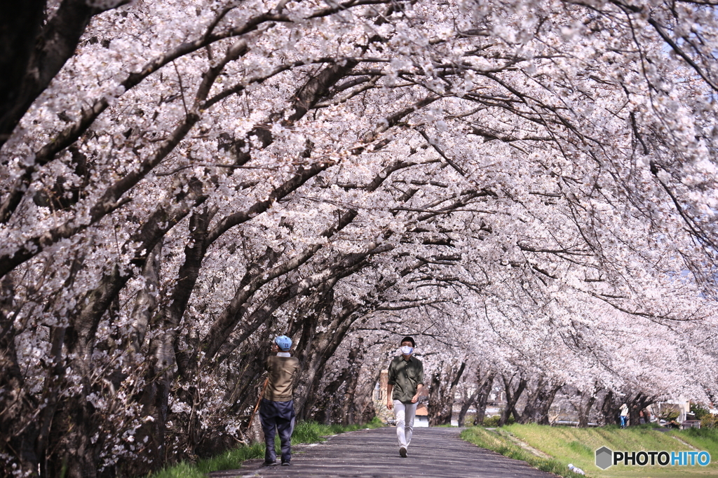 桜のトンネル
