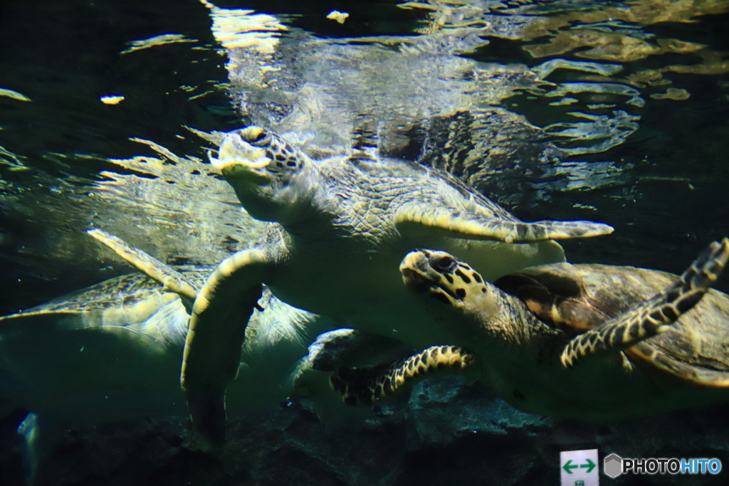 ウミガメ