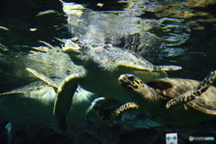 ウミガメ