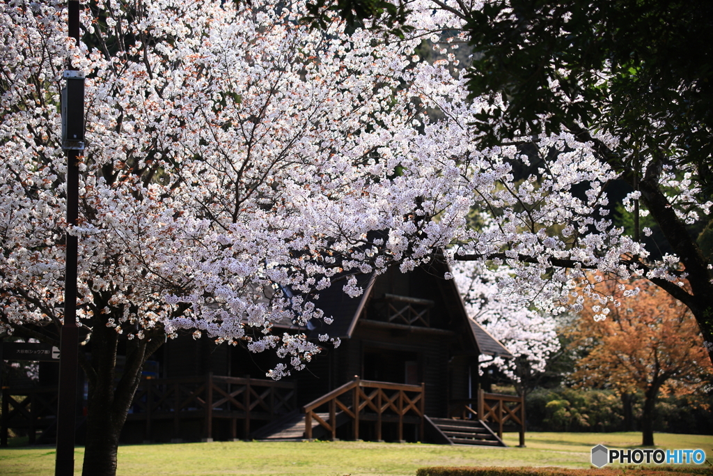 桜とログハウス
