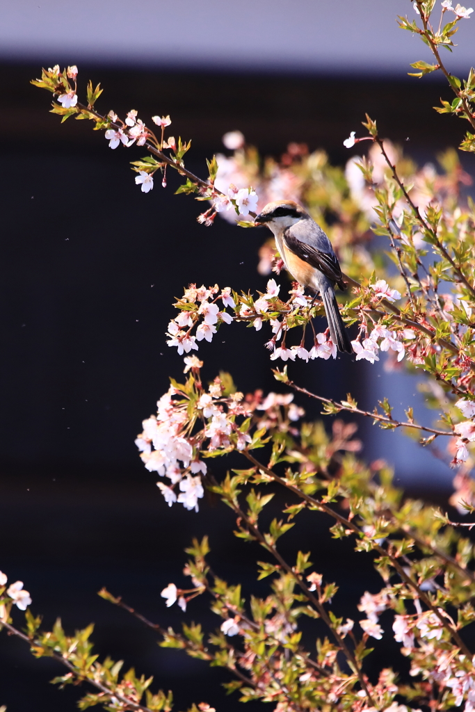 モズと桜 2