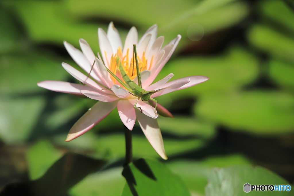 睡蓮の花の上で 1