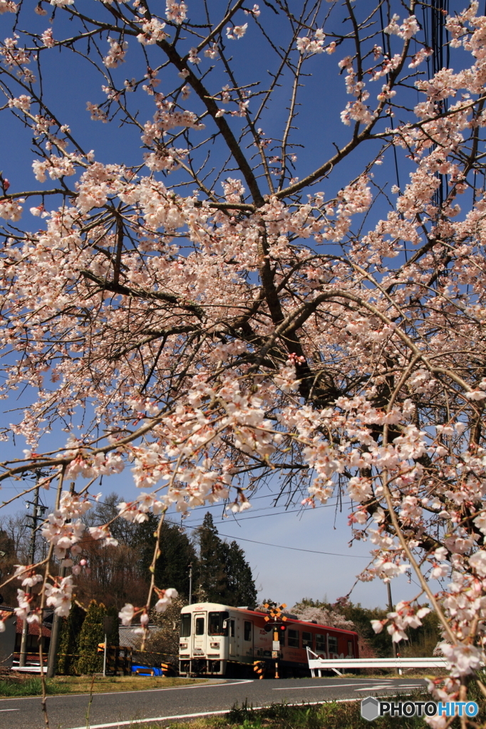 ４月の明知鉄道