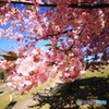 河津桜2