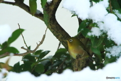雪メジロ