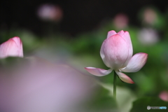 控えめに咲く