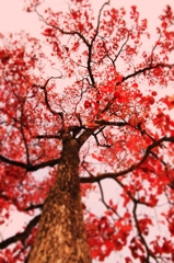 赤い葉っぱの樹