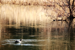 小さな池の鳥1
