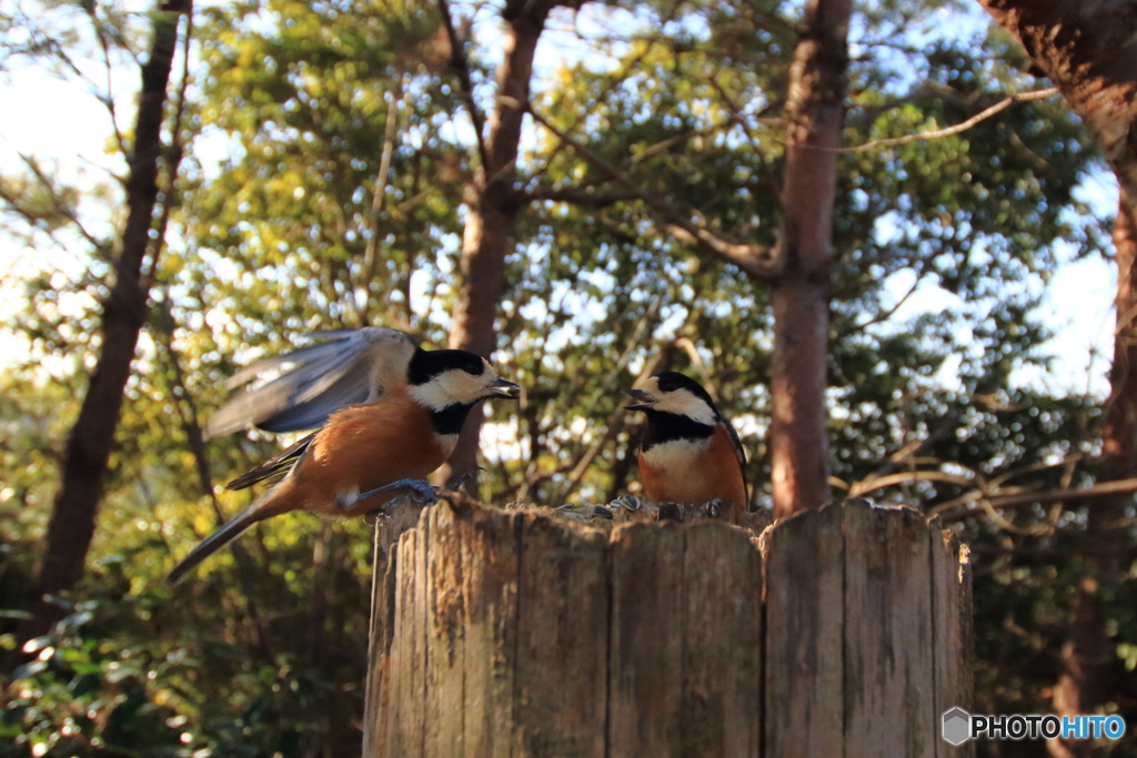 広角レンズで野鳥を撮ってみた 4