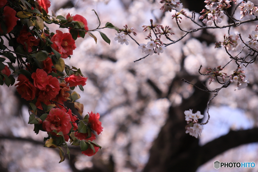 五条川の桜と椿