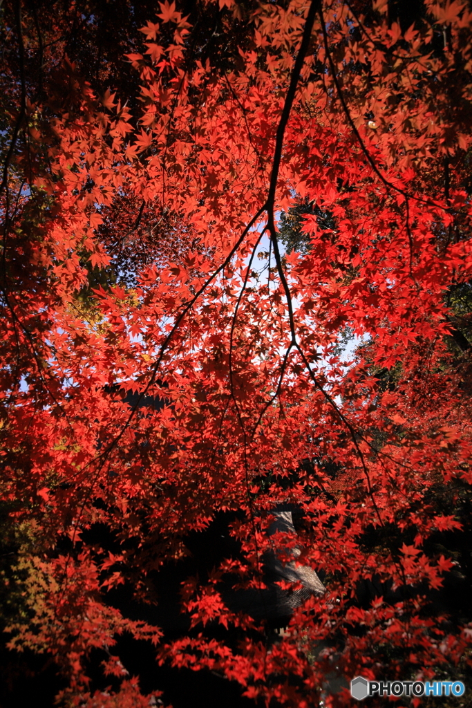 定光寺の紅葉3