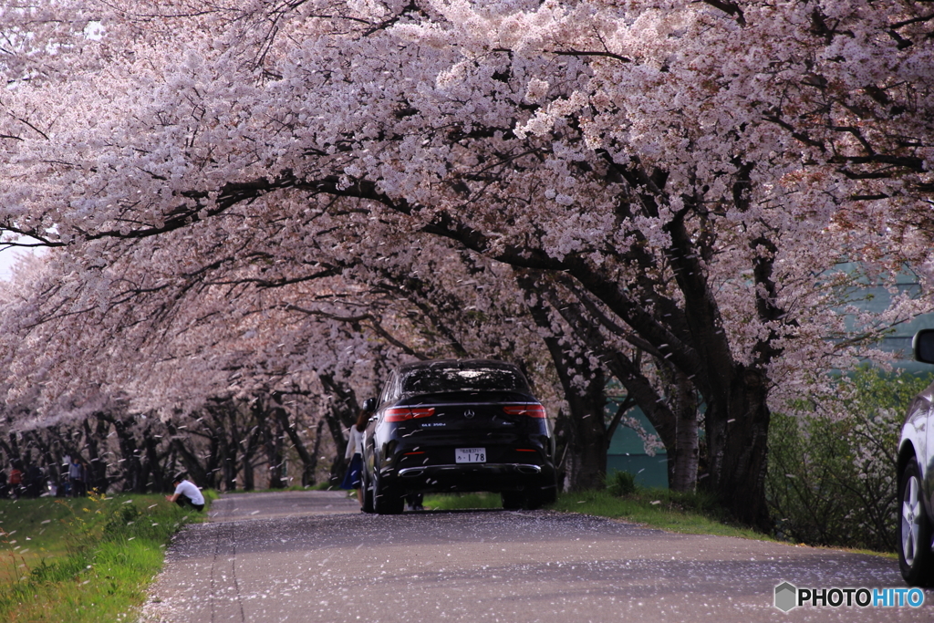 散る桜 1