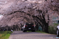 散る桜 1