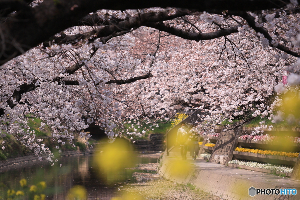 五条川の桜3