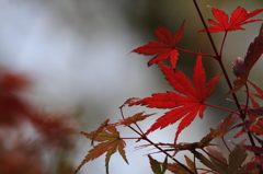 これも一つの紅葉