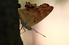 野山の蝶－コムラサキ（メス）