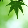 一枚の緑葉