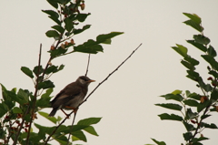 ムクドリの幼鳥 1