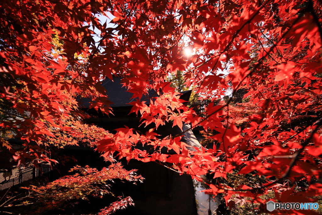 定光寺の紅葉1