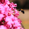 小さな生き物シリーズ－クマバチ ２