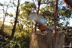 広角レンズで野鳥を撮ってみた 3