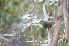 みたび相思鳥 1