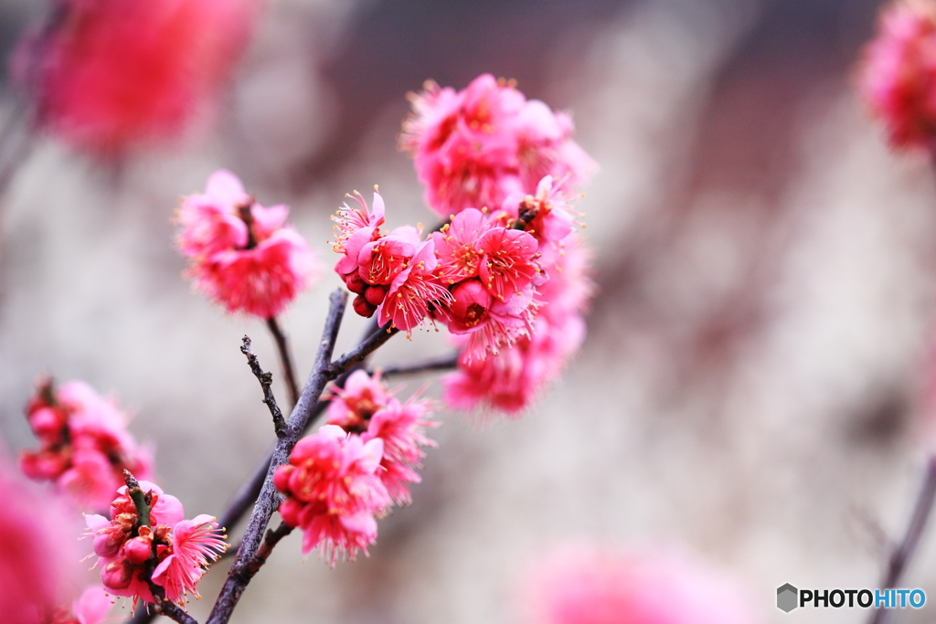 梅花（濃）