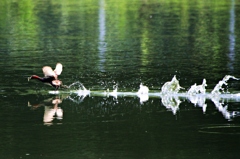 水上を走るカイツブリ