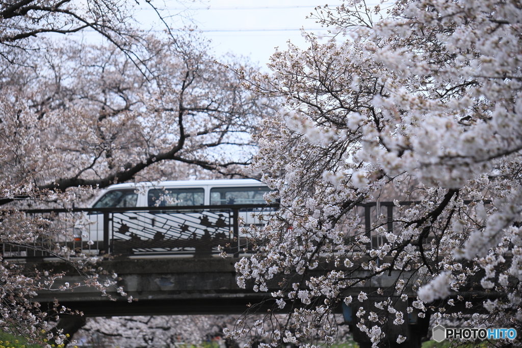 五条川の桜