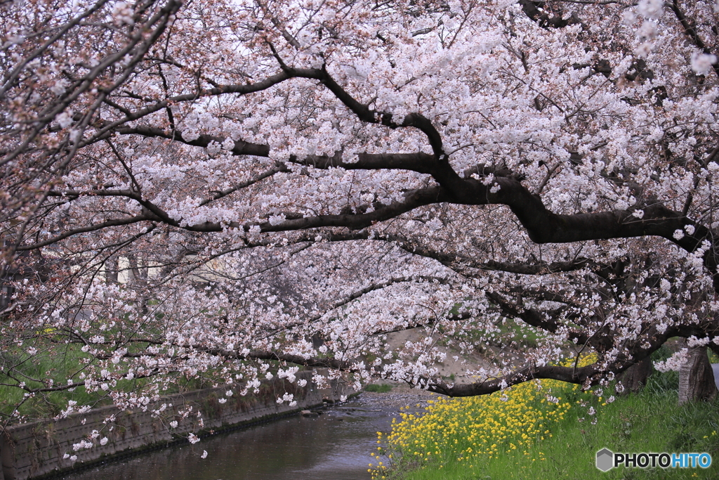 五条川の桜と菜の花