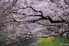 五条川の桜と菜の花