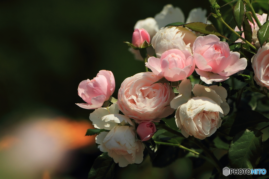バラの花