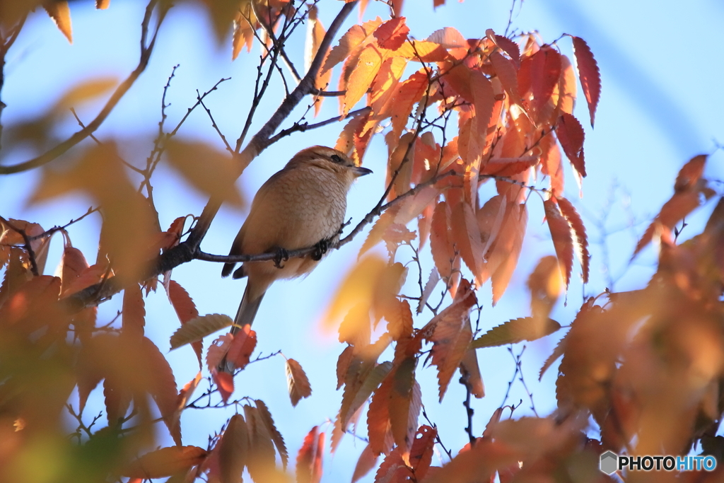 モズと紅葉 2