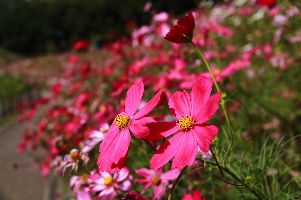 花フェスタ記念公園 ４
