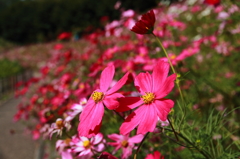 花フェスタ記念公園 ４