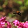 小さな生き物シリーズ－クマバチ 1