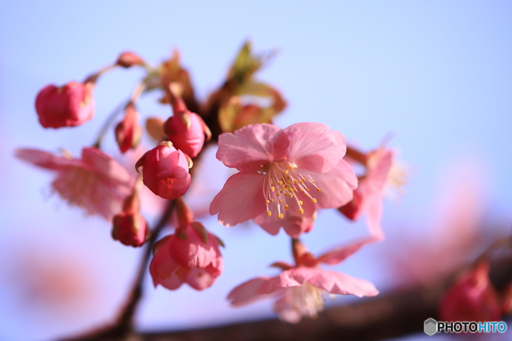 河津桜2