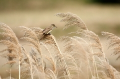 葦と野鳥