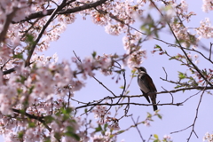 ツグミと桜 1
