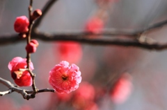 紅梅