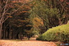 紅葉の進んだ歩道