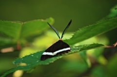 野山の蝶－ホタルガ