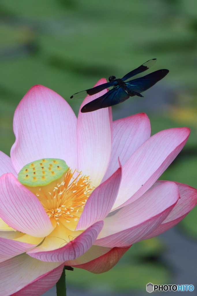 蓮の花とチョウトンボ 2